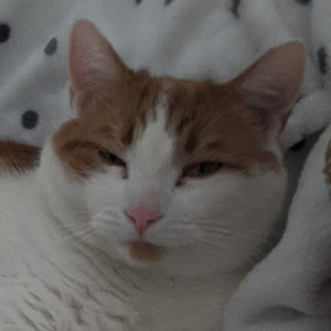 Meet your Posher, Serkewt